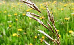 002 - die stolze ähre